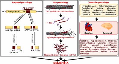 Role of Neuron and Glia in Alzheimer’s Disease and Associated Vascular Dysfunction